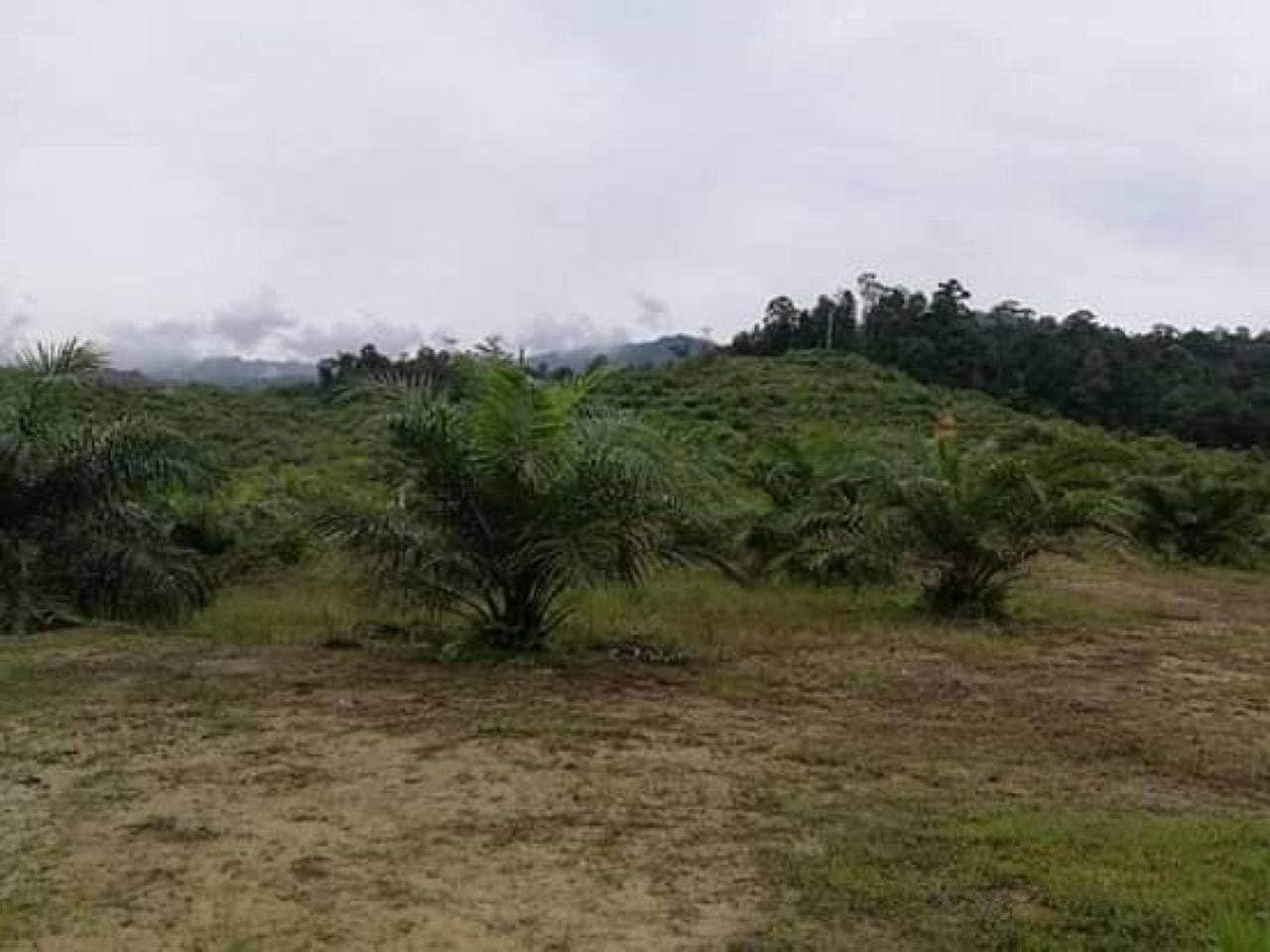 🌴 Tanah Sawit 99 Ekar | Hulu Nerus, Setiu, Terengganu