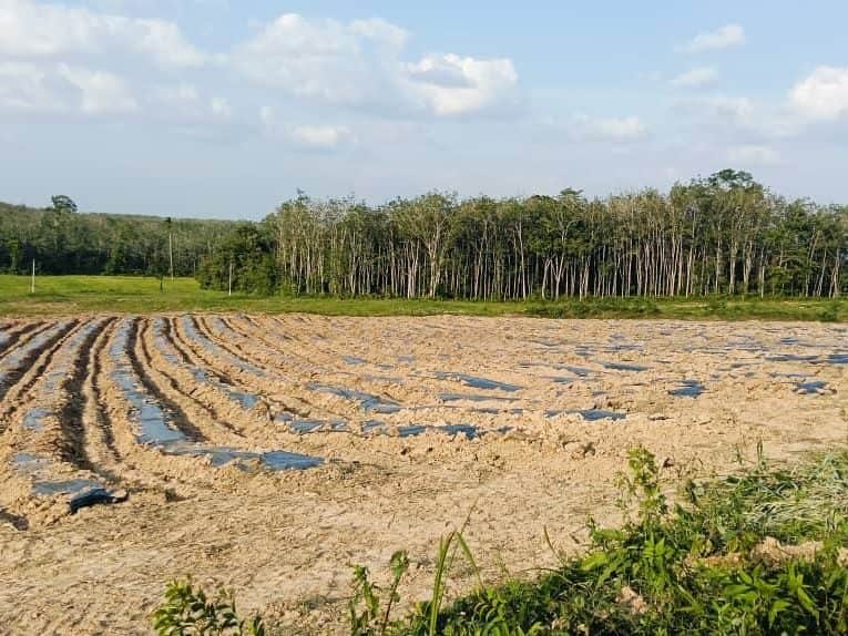 Tanah Pertanian Kampung Batas Jenalik Changlun Kedah 4.54 Ekar Freehold