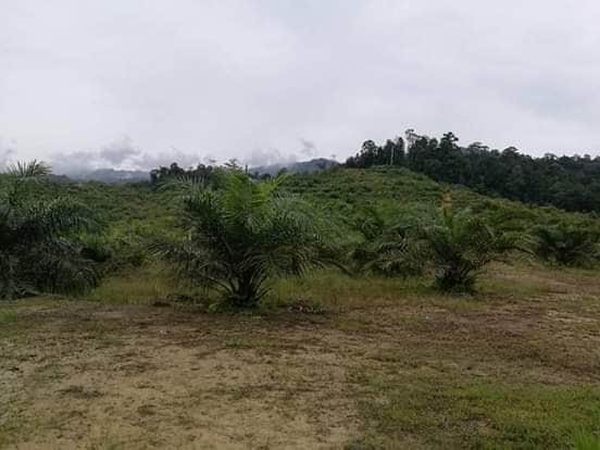 Ladang Sawit 99 Ekar Hulu Nerus Setiu Terengganu