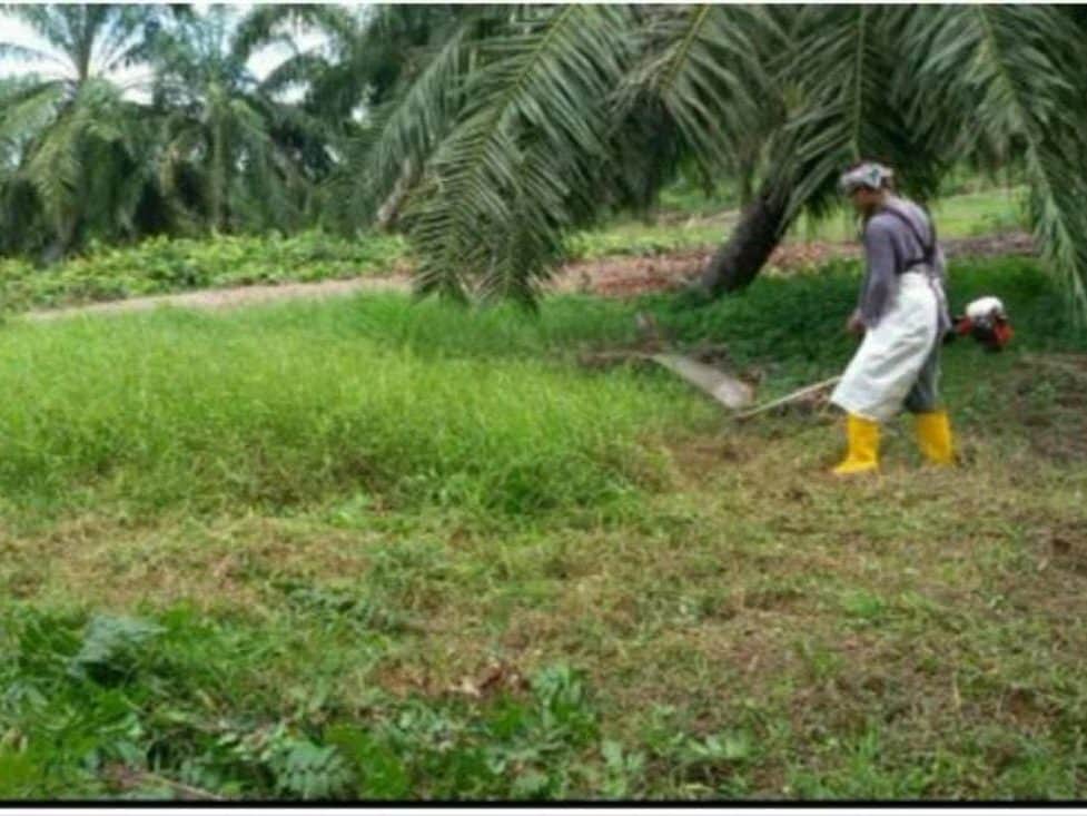 Ladang Sawit 3,313 Ekar Leasehold Teluk Intan Perak