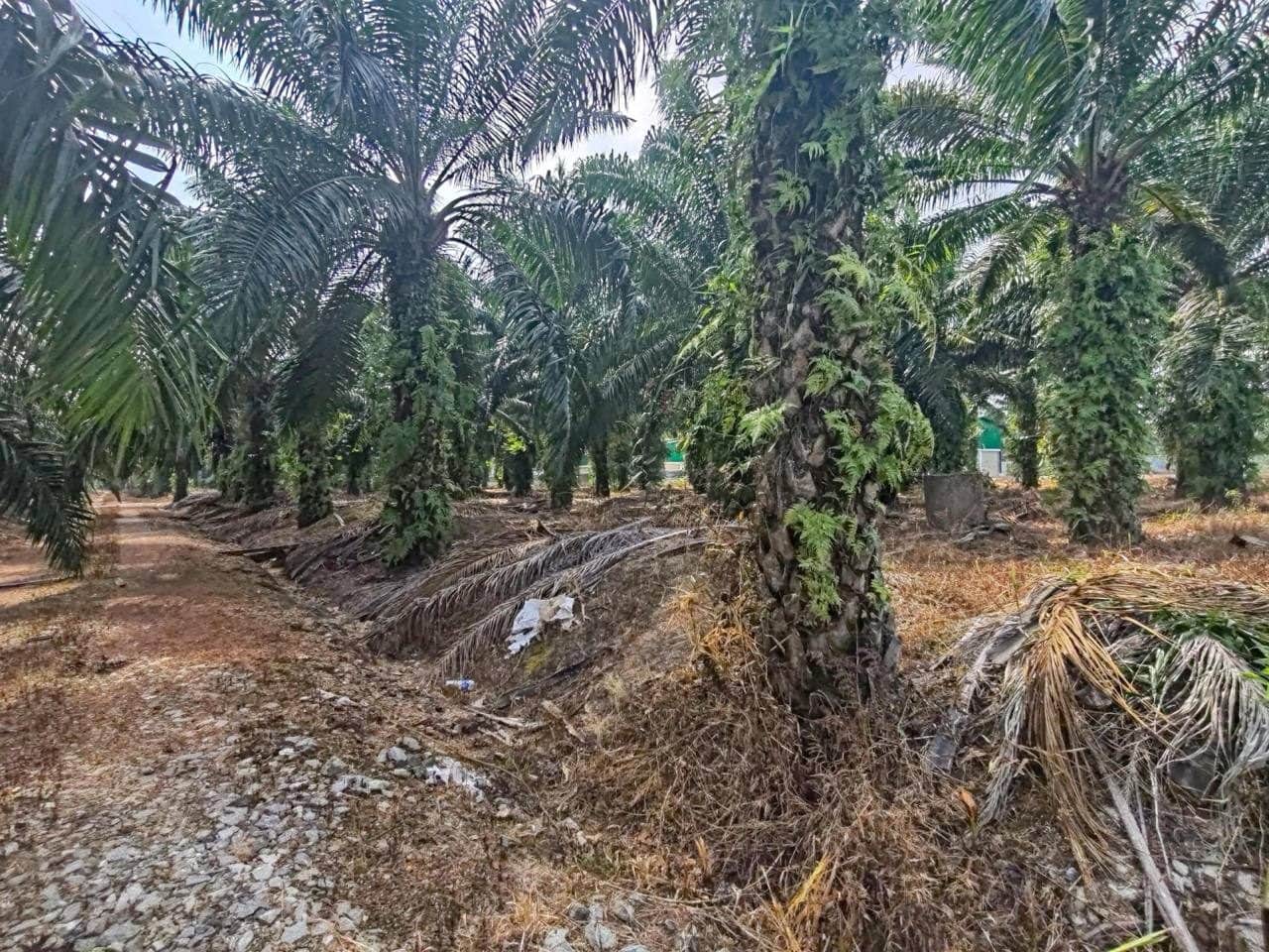 Tanah Pertanian 10.54 Ekar Freehold Kampung Api-Api Pontian