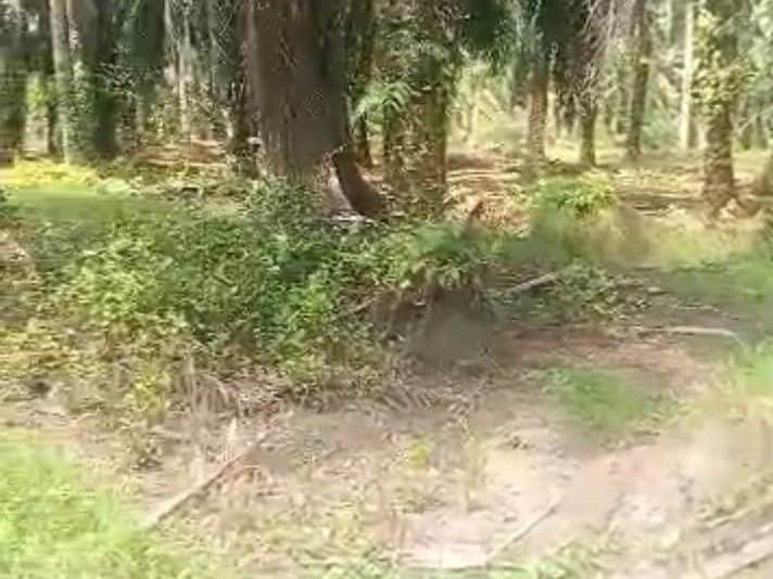 Tanah Pertanian 1.36 Ekar Freehold Sungai Manik Teluk Intan