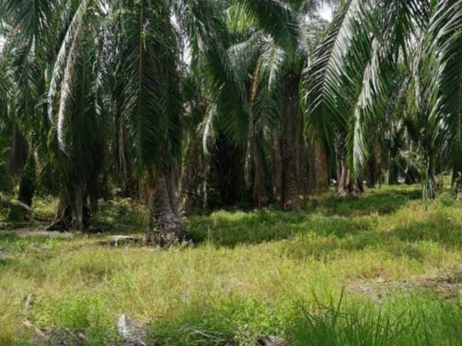 Tanah Pertanian 1.36 Ekar Freehold Open Title Tepi Sungai Perak Teluk Intan