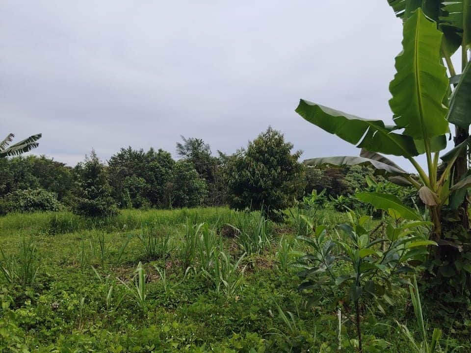 Tanah Dusun 4.29 Ekar Simpang Tiga Jeniang Gurun Kedah Freehold