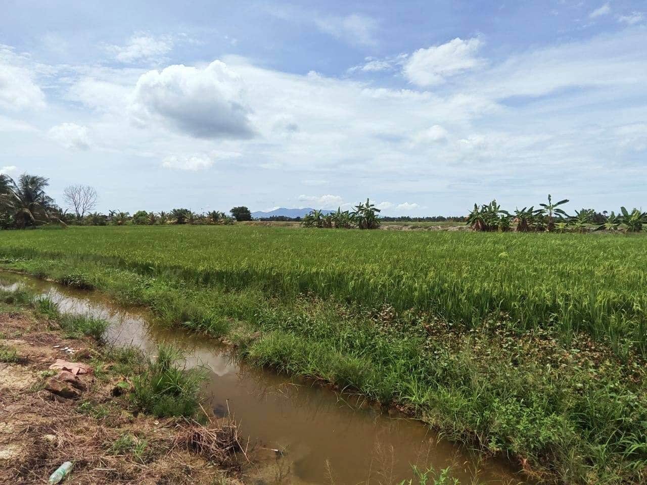 Tanah Sawah Padi Kepala Batas Pulau Pinang Freehold First Grade
